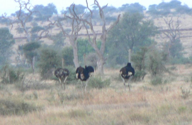 JAR 207_pstros.JPG - Tři pštrosi jsme vyfotili rovněž z velké dálky.